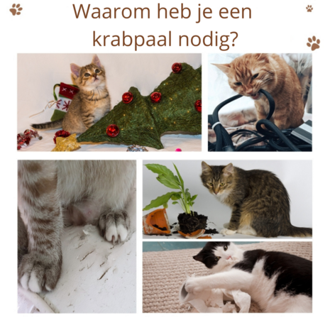 Krabpaal voor katten